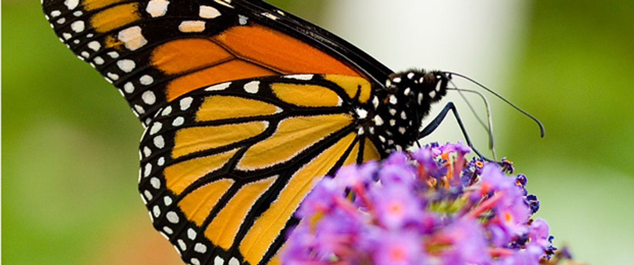 Monarchfalter: Unter ein Gramm wiegt der Schmetterling. Winzige Chips können sagen, wo er hinfliegt.