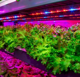 Vertical Farming: So will Emirates Blattgemüse anbauen.