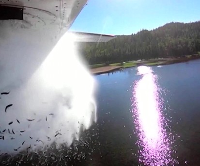 Wenn es plötzlich Fische regnet