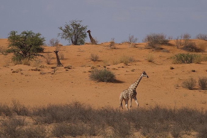 Anmutiges Giraffentrio auf dem Weg zum Wasserloch
