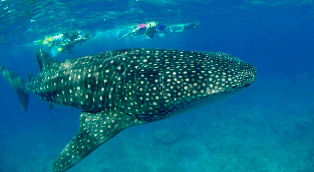 Walhaie sind regelmäßig im Süd-Ari-Atoll anzutreffen c 