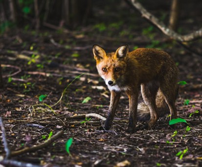 Fuchs: Er stoppte einen Superjumbo.