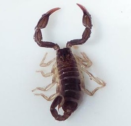 Skorpion (Archivbild): Kein beliebter Mitreisender.
