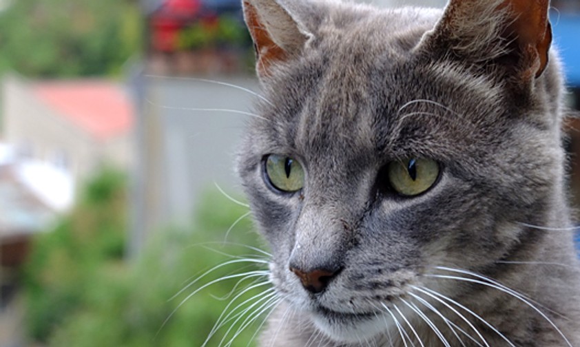 Katze: Kann ihrem Besitzer jetzt bei den Kosten helfen.