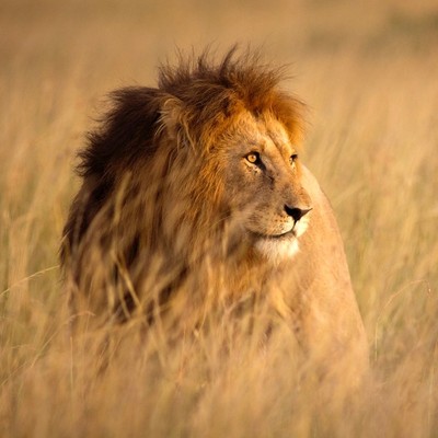 Majestätischer Löwe in der Savanne Kenias im Sonnenlicht