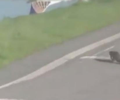 Alligator schlendert über die Piste