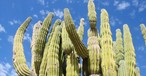 Große Kakteen sind typisch für Baja California