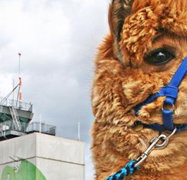 Alpaka am Flughafen Hahn: Ob es auch die Fast Lane benutzen darf, ist nicht überliefert.