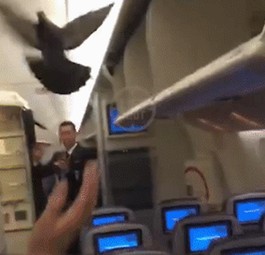 Flugbegleiter versuchen die Taube wegzuscheuchen: Husch, husch!