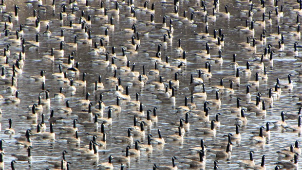 Canada geese: Die Stadt New York will sie los werden.