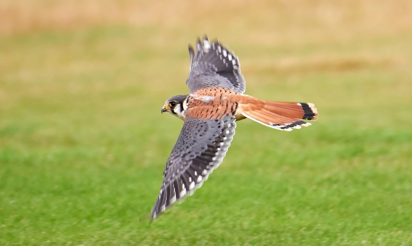 Turmfalke: Ein verletzes Exemplar fühhte in Hamburg zu einem Durchstart.