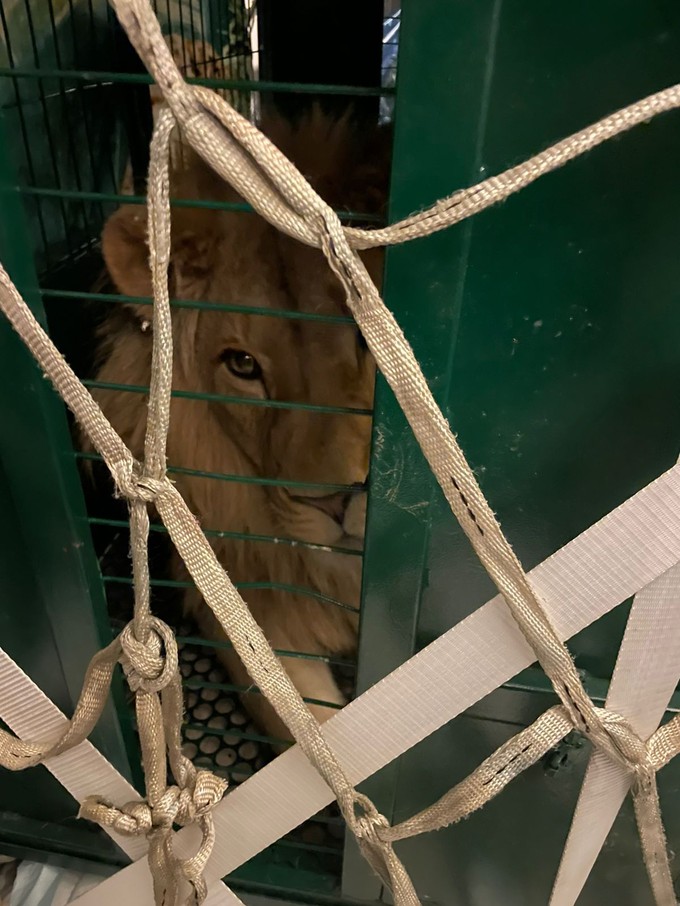 Auch Löwe Simba musste hinter Gittern reisen.