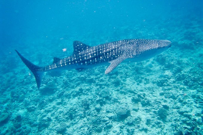 Walhaie sind die grössten Fische der Welt