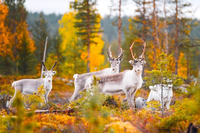 Lappland Rentiere
