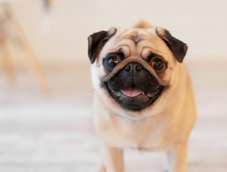 Mops: Nicht einfach zu transportieren.