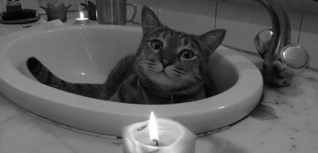 Kater James Dean: Nach seinem Tod erlangte er traurige Berühmtheit.