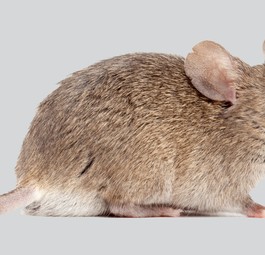 Maus: Musste den Flieger wieder verlassen.