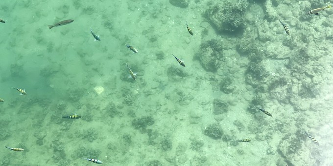 Selbst in der Marina sind Fische zu sehen. Wer an der richtigen Stelle schnorcheln geht, bekommt noch viel mehr zu Gesicht.