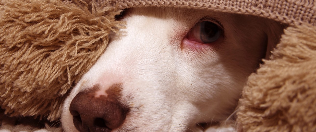Einfach nur verkriechen? Wenn Menschen Silvester feiern, leiden viele Hunde.