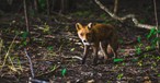 Fuchs: Er stoppte einen Superjumbo.