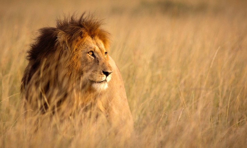 Majestätischer Löwe in der Savanne Kenias im Sonnenlicht