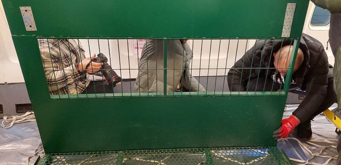 In speziellen Käfigen wurden die Tiere transportiert.
