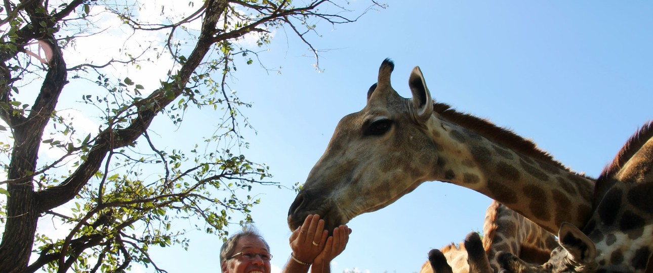 So nah kommt man Giraffen sonst nie wie im  Royal Livingstone