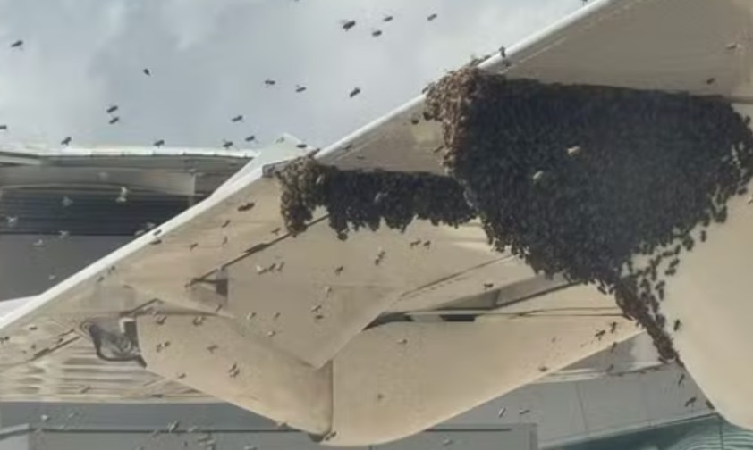 Bienenschwarm lässt Fluggäste 90 Minuten lang nicht aussteigen