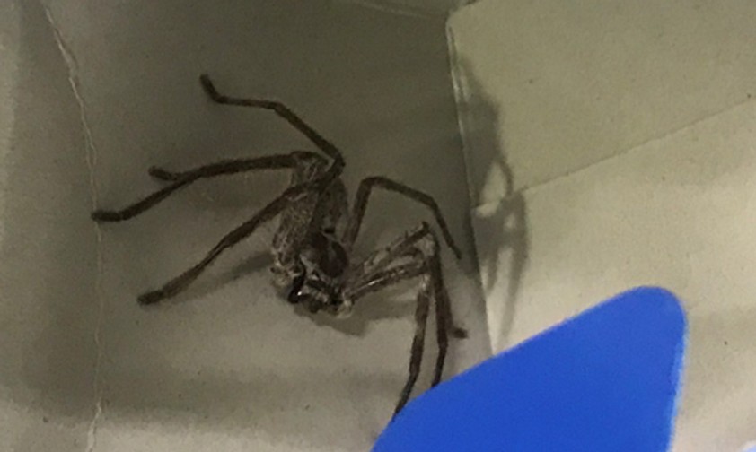 Riesenkrabbenspinne: Verirrte sich in einen Rucksack.