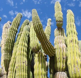 Große Kakteen sind typisch für Baja California