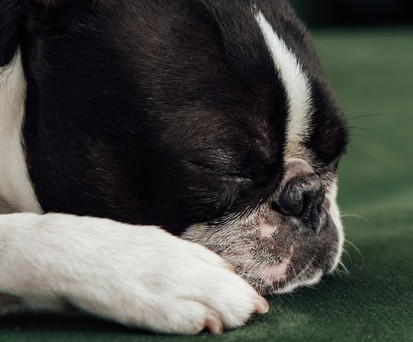 Eine schlafende Bulldogge: Ein Artgenosse hat Reisende auf einem Langstreckenflug malträtiert.