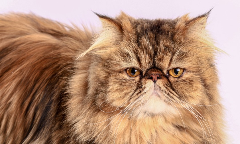 Perserkatze: Nicht alle Betreiber sind auf Reisen im Privatjet gut vorbereitet.