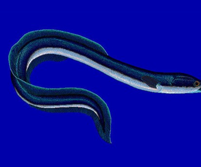 Europäischer Aal: Ein Leistungsträger.