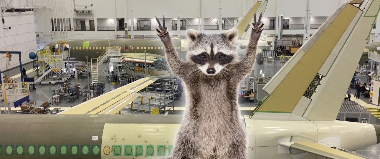 Waschbär und Flugzeugproduktion: Kein gutes Paar.