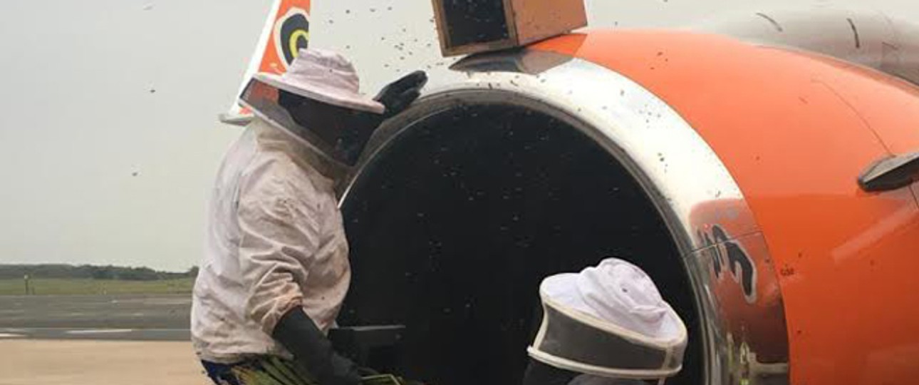 Imker bei der Arbeit: Die Bienen wurden sicher entfernt.