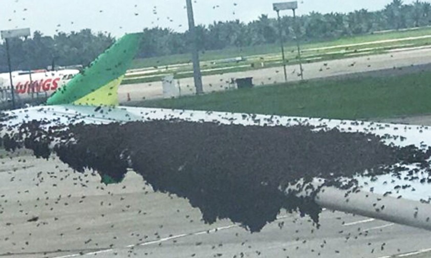 Flugzeug am Flughafen in Medan: Viele Flügel auf dem Flügel.