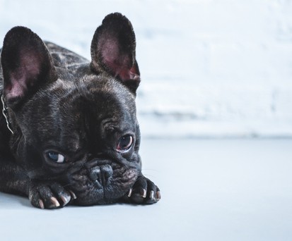 Französische Bulldogge: 38 Welpen überstanden den Flug nach Kanada nicht.
