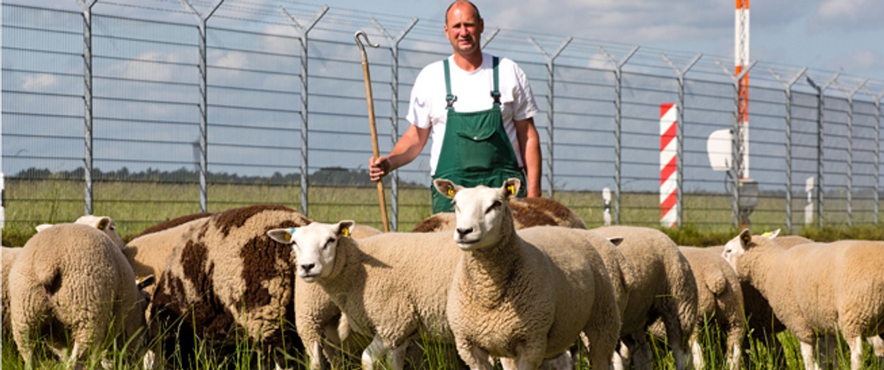 Schafe am Hamburger Flughafen: Nicht die einzigen tierischen Luftfahrt-Mitarbeiter.