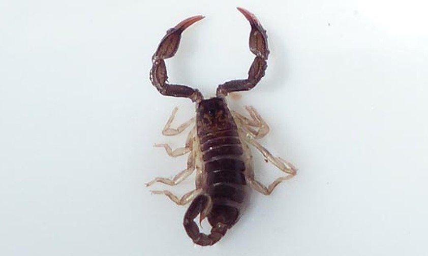Skorpion (Archivbild): Kein beliebter Mitreisender.