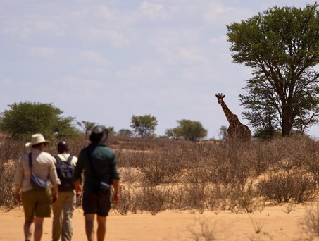 Beim Transkalahari Walk begeegnet man Giraffen zu Fuss