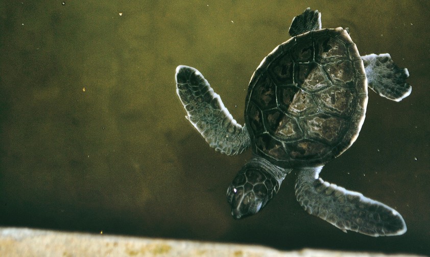 Small turtle: According to the Dutch authorities, there was too little space for the animals on board.