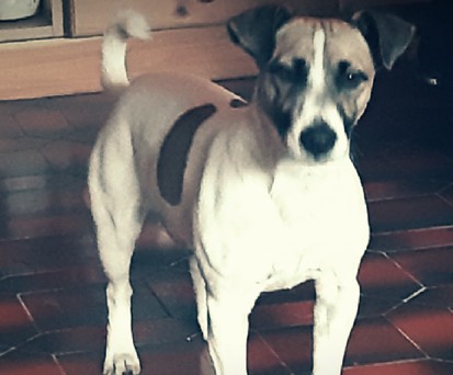 Hund Jack: Hatte alle Papiere korrekt ausgefüllt.