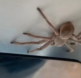 Mögen Sie Spinnen im Flugzeug?