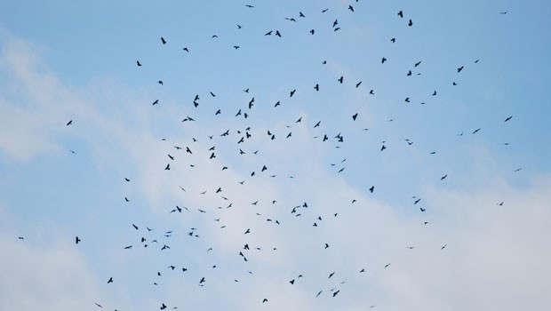 Ein Vogelschwarm kann für Flieger ziemlich gefährlich werden.