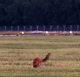 Tierischer Sicherheitsmitarbeiter in Hamburg