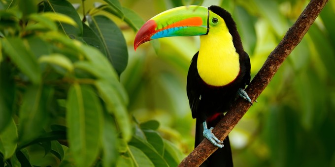 Platz 1: Costa Rica. Das Land mit einer deutlich niedriger als seine Nachbarländer verzeichnete ein Sommerwachstum von knapp 19 Prozent verglichen mit dem Sommer 2019.