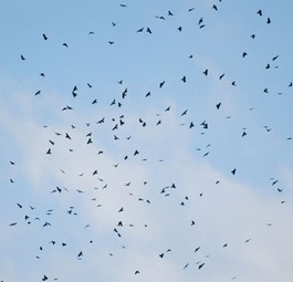 Ein Vogelschwarm kann für Flieger ziemlich gefährlich werden.