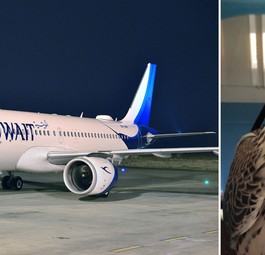 Jet von Kuwait Airways und Falke beim Transport: Einsatz gegen andere Vögel.