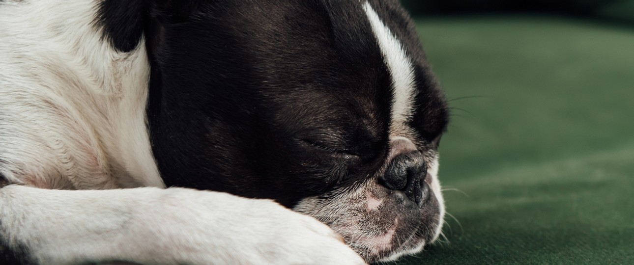 Eine schlafende Bulldogge: Ein Artgenosse hat Reisende auf einem Langstreckenflug malträtiert.
