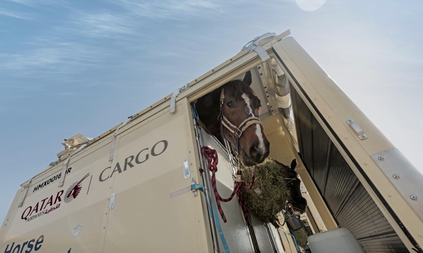 Pferd im Container: Der Transport der Tiere ist aufwendig. 